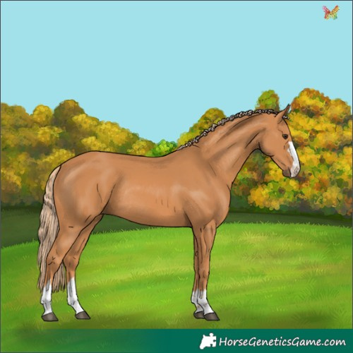 Horse Color:Chestnut Rabicano