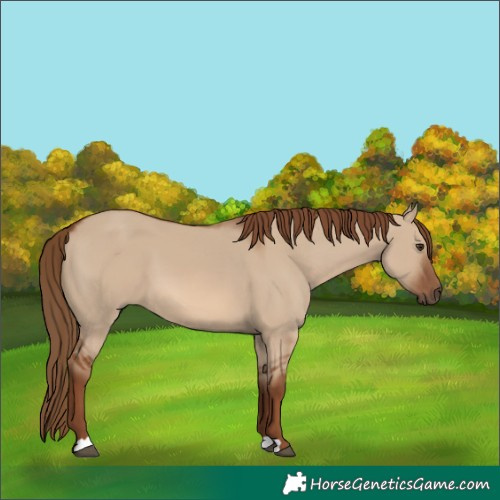 Horse Color:Red Dun