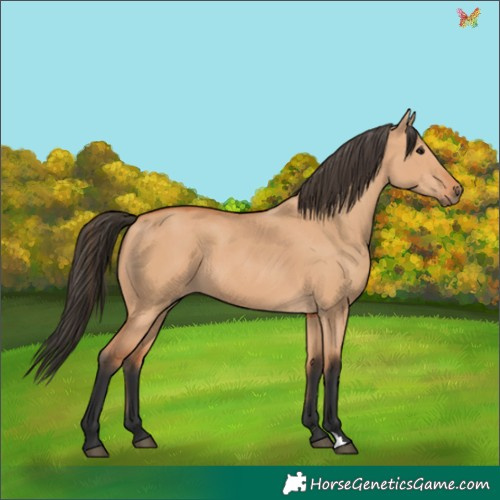 Horse Color:Bay Dun 