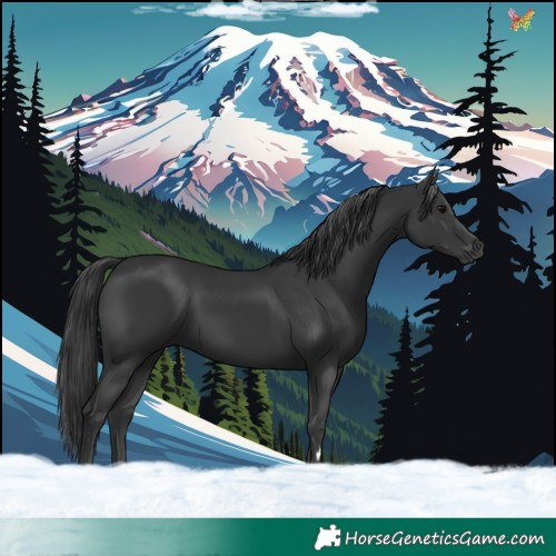 Horse Color:Black 