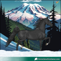 Horse Color:Black 