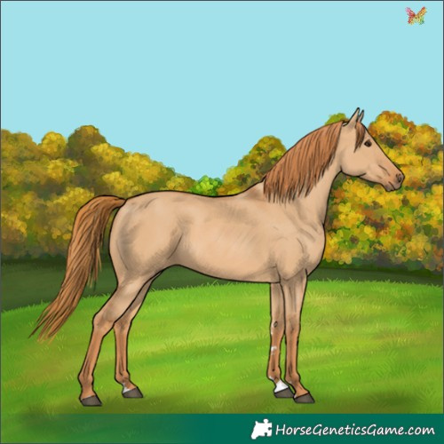 Horse Color:Red Dun 