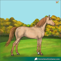Horse Color:Red Dun 