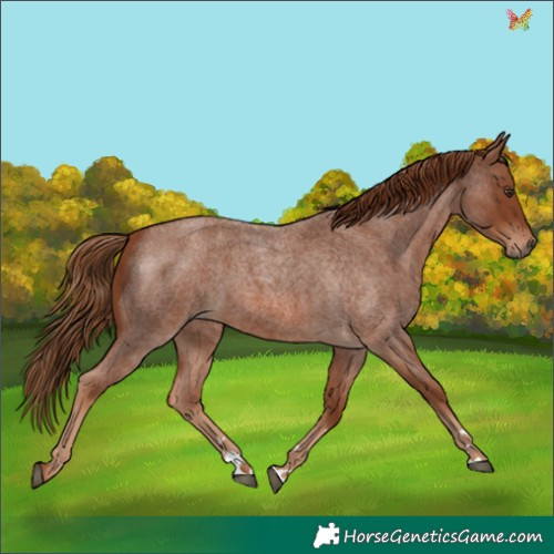 Horse Color:Red Roan 