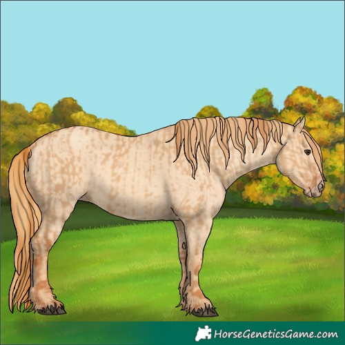 Horse Color:Red Dun  and Gold Champagne Dun 