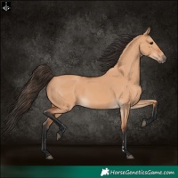Horse Color:Bay Dun 