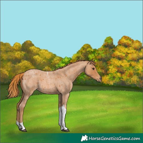Horse Color:Red Roan Tobiano 