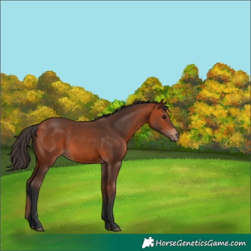 Horse Color:Bay 