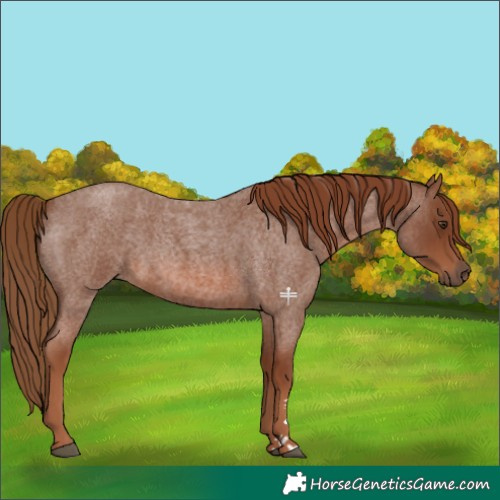 Horse Color:Red Roan 