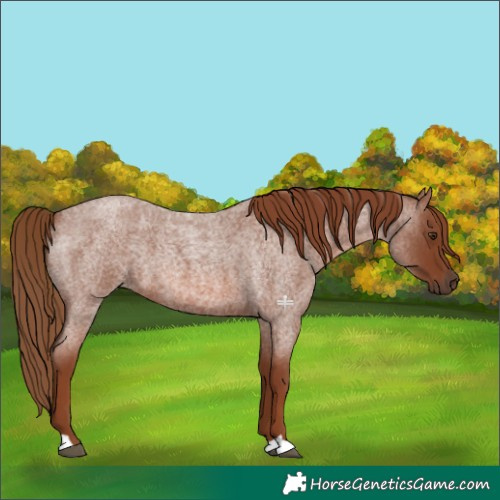 Horse Color:Red Roan 