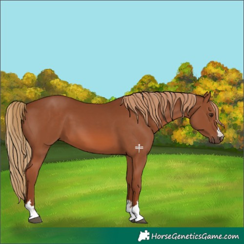 Horse Color:Chestnut 