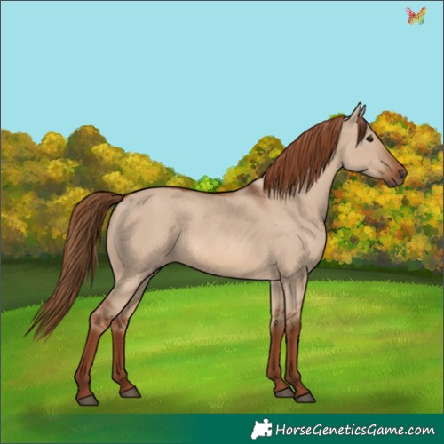 Horse Color:Red Dun 