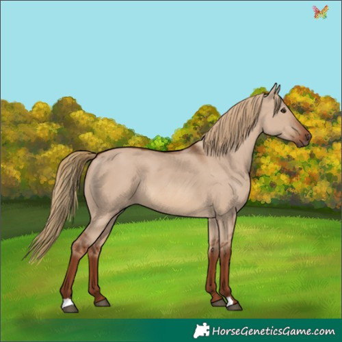 Horse Color:Red Dun
