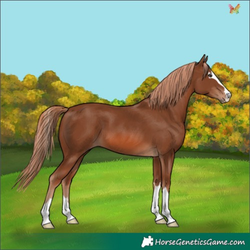 Horse Color:Chestnut 