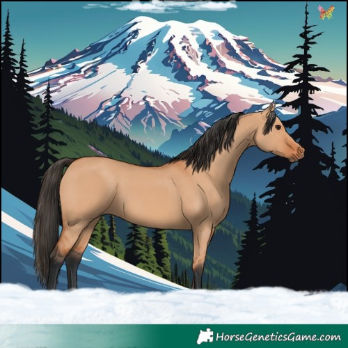 Horse Color:Bay Dun 