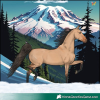 Horse Color:Bay Dun 