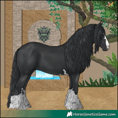 Horse Color:Black  and Black 