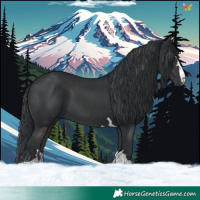 Horse Color:Black  and Black 