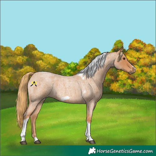 Horse Color:Red Roan Tobiano Frame 