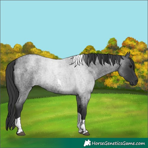 Horse Color:Blue Roan Tobiano