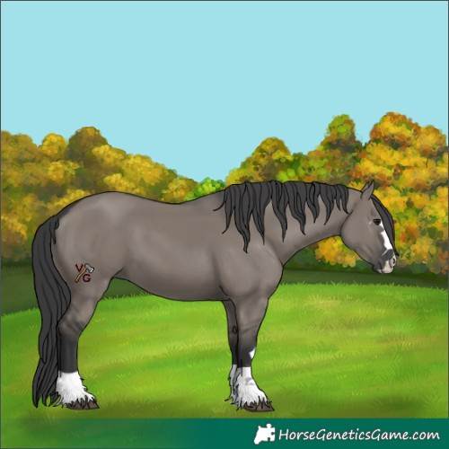 Horse Color:Grullo 
