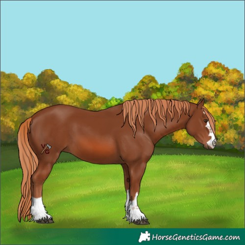Horse Color:Chestnut 