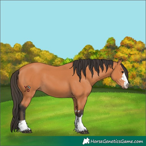 Horse Color:Bay 