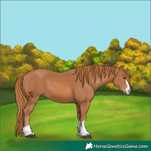 Horse Color:Chestnut 