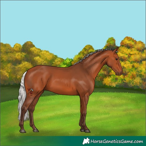 Horse Color:Silver Bay 