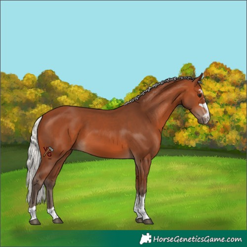 Horse Color:Silver Bay 