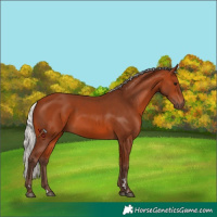 Horse Color:Silver Bay 