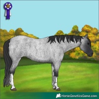 Horse Color:Blue Roan Tobiano 