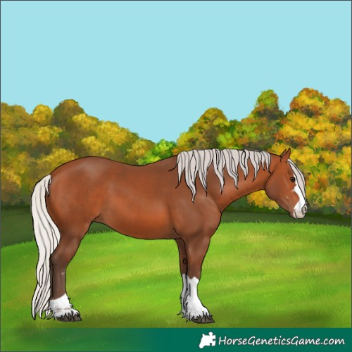 Horse Color:Silver Bay 