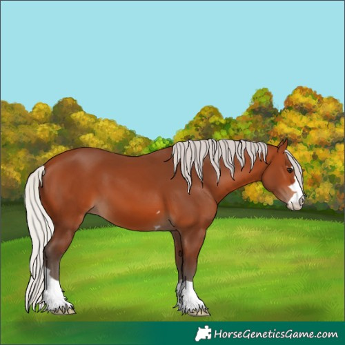 Horse Color:Silver Bay 