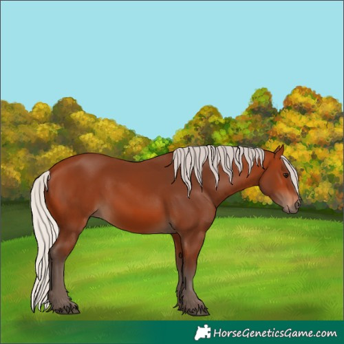 Horse Color:Silver Bay 