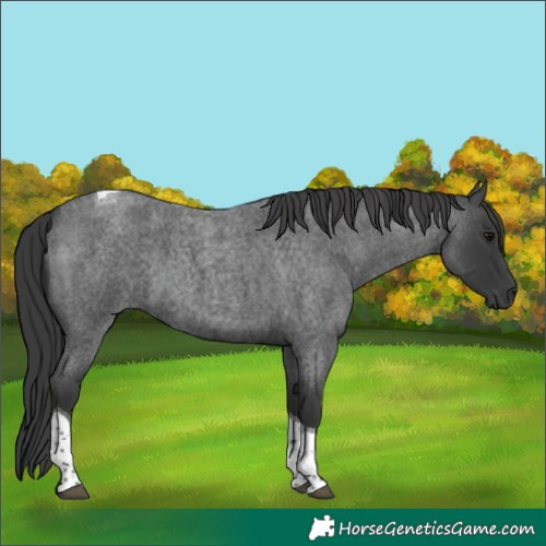 Horse Color:Blue Roan Tobiano 
