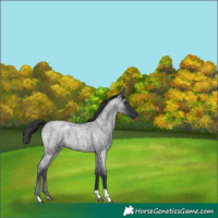 Horse Color:Blue Roan Tobiano 