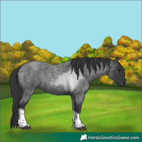 Horse Color:Blue Roan Tobiano 