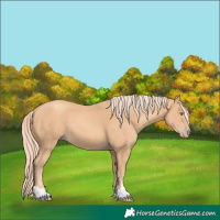 Horse Color:Gold Champagne