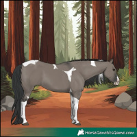 Horse Color:Grullo Splash Tobiano 