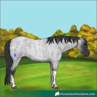 Horse Color:Blue Roan Tobiano 