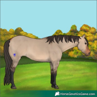 Horse Color:Bay Dun 