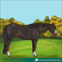 Horse Color:Liver Chestnut 