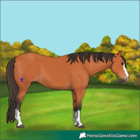 Horse Color:Bay 