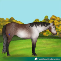 Horse Color:Gray Bay 