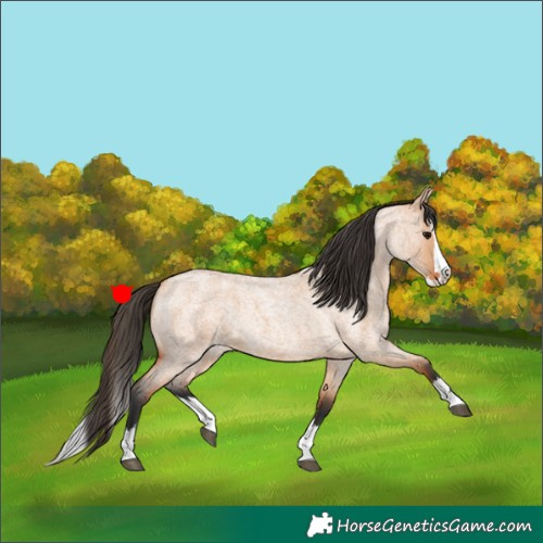 Horse Color:Bay Roan Dun Splash 