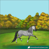 Horse Color:Blue Roan Tobiano 
