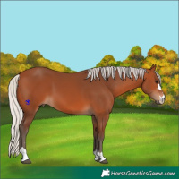 Horse Color:Silver Bay 