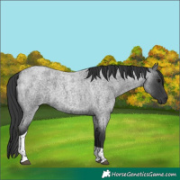 Horse Color:Blue Roan Tobiano 