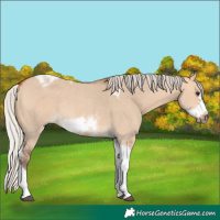 Horse Color:Silver Bay Dun Sabino Tobiano Frame Rabicano